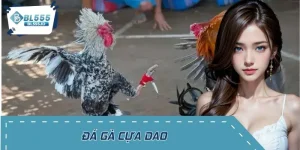 Đá Gà Cựa Dao – Kinh Nghiệm Thắng Cuộc Cho Người Chơi Mới