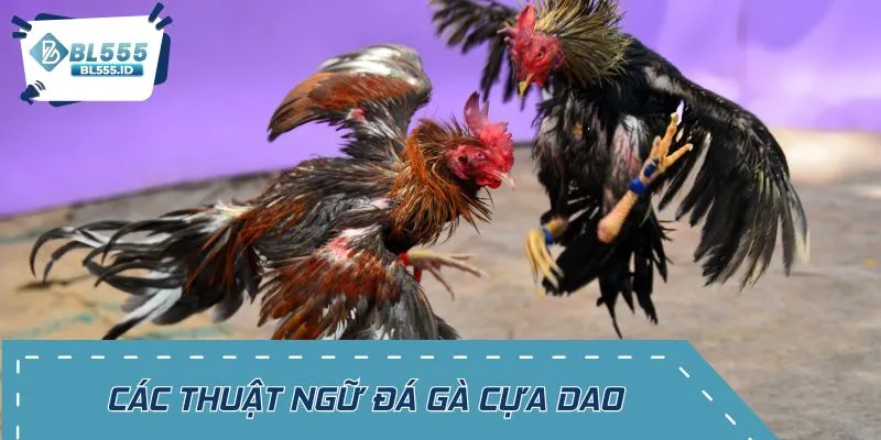Những từ chuyên môn quan trọng khi chơi đánh gà cựa dao