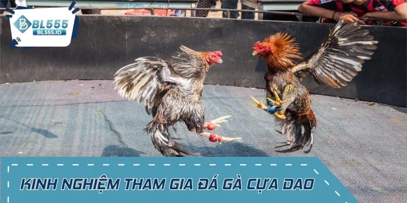 Mẹo hay khi tham gia trận chiến gà cựa dao 
