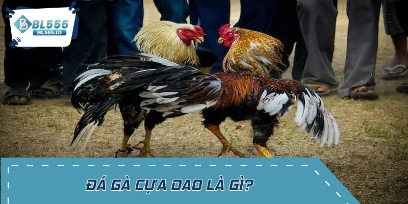Tổng quan về đá gà cựa dao