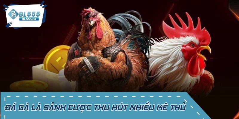 Đá gà là sảnh cược thu hút nhiều kê thủ đam mê