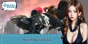 Thuật Ngữ Đá Gà – Hướng Dẫn Tân Thủ Chi Tiết Từ A Đến Z