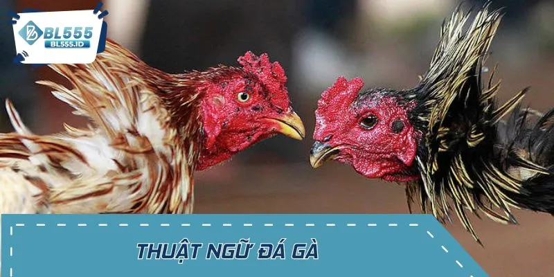 Tìm hiểu thuật ngữ đá gà