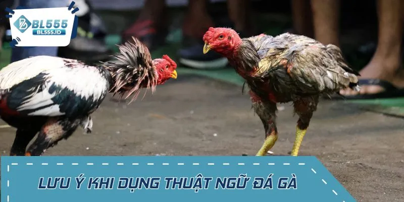 Những điểm cần chú ý khi áp dụng thuật ngữ đá gà