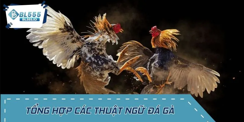 Những khái niệm cần biết khi tham gia đá gà