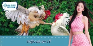 Trận Gà 24 Tỷ - Sự Kiện Gây Chấn Động Trong Giới Cá Cược